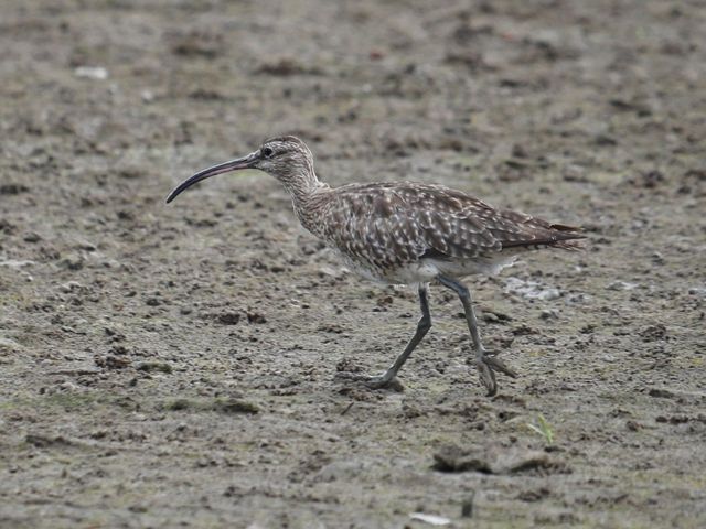 A Eurasian Whimbrel has a curved bill.