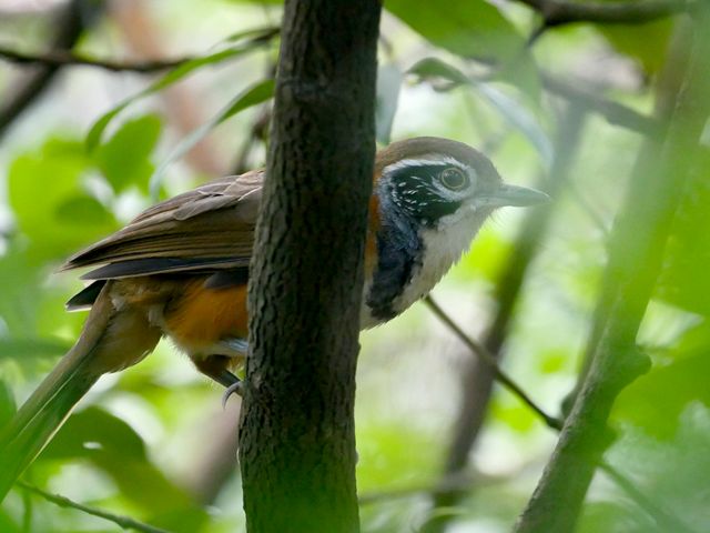 A greater necklaced laughingthrush bird is peeking out from behind a branch.
