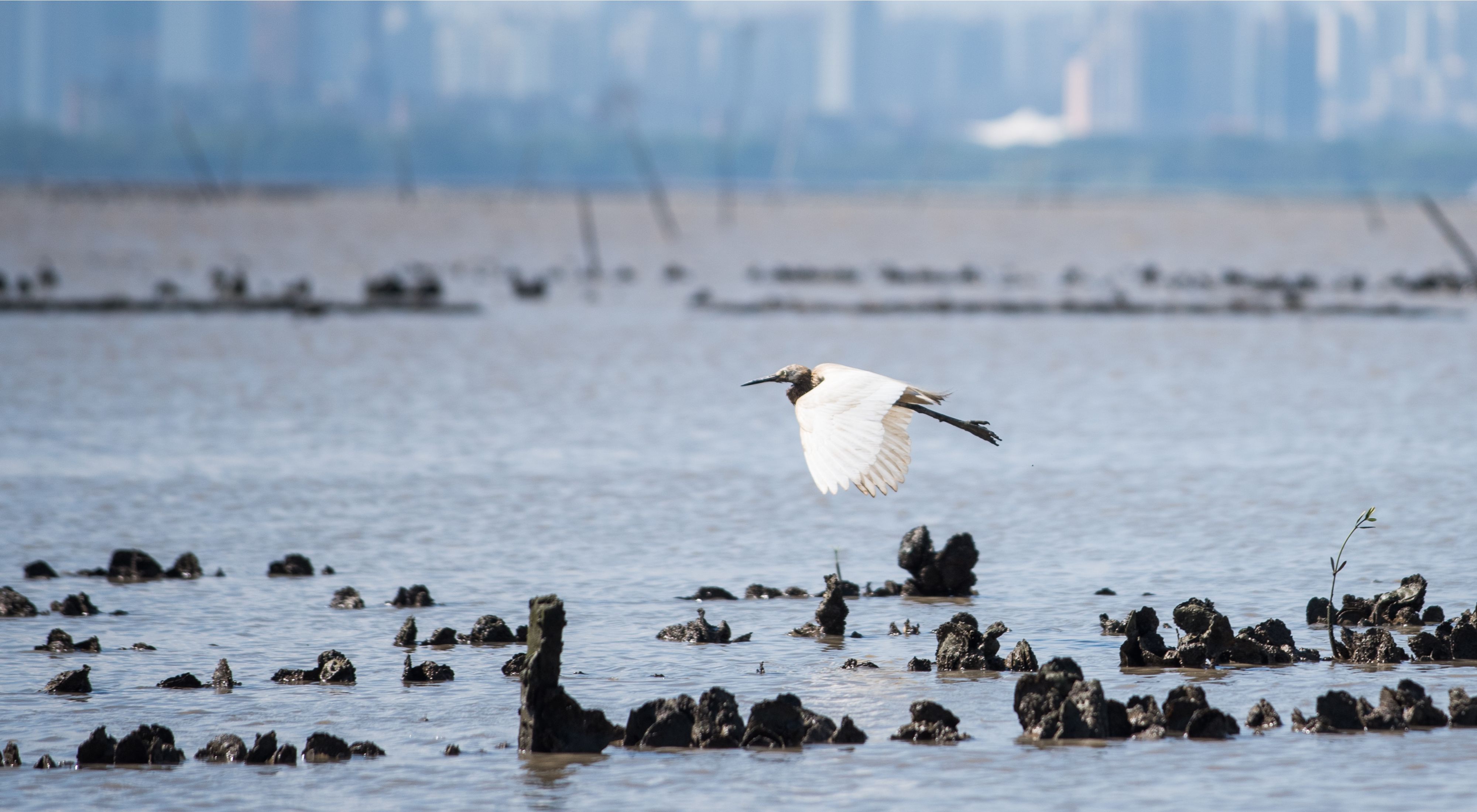 A white waterbird flies over a body of water with oyster shells poking out.