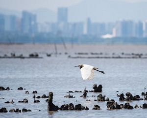 A white waterbird flies over a body of water with oyster shells poking out.