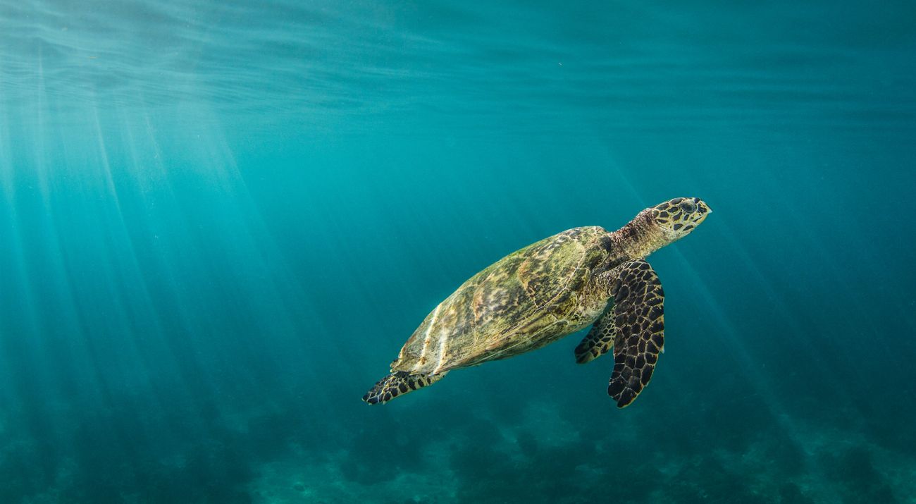 A sea turtle swims underwater.