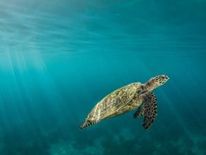 A hawksbill sea turtle under water.