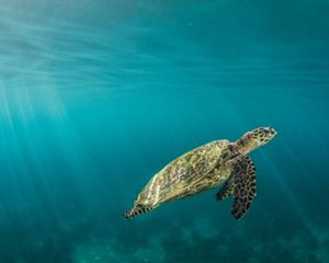 A hawksbill sea turtle under water.