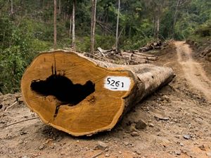 Large tree trunk cut down