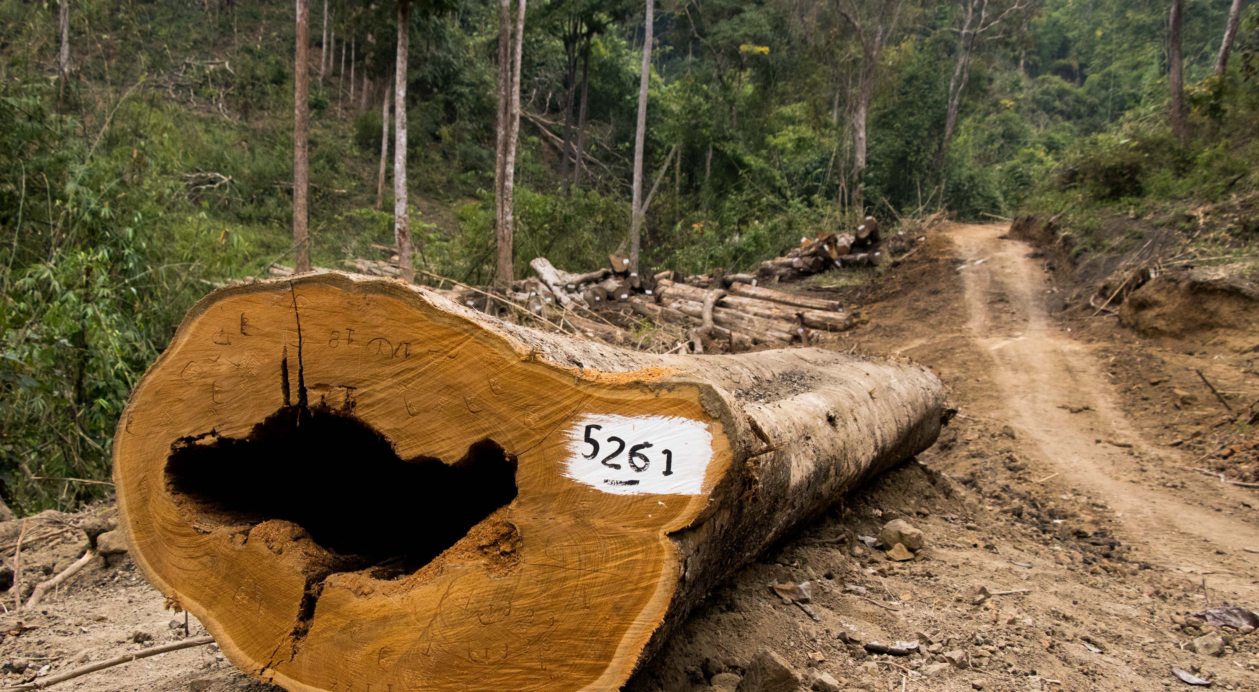 has the third-highest deforestation rate in the world.
