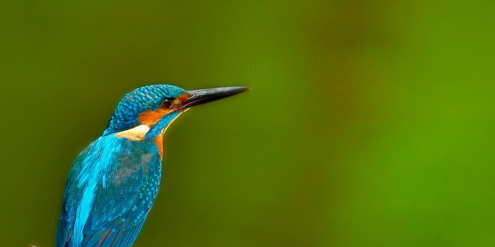 A kingfisher bird looks to the right.