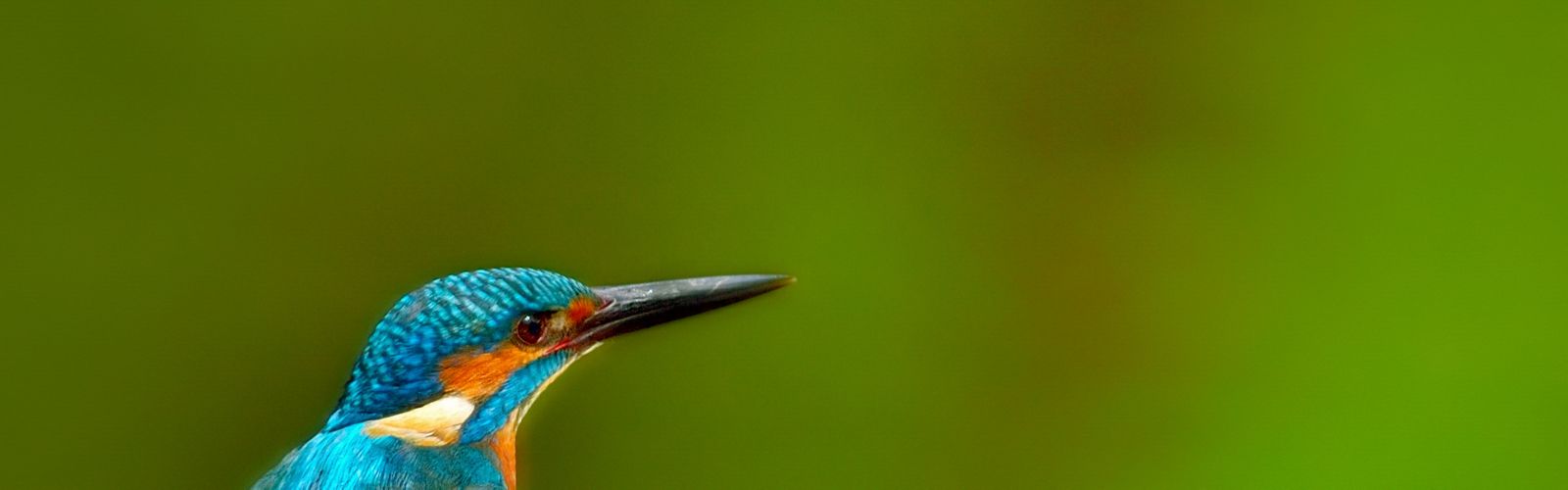 A kingfisher bird looks to the right.