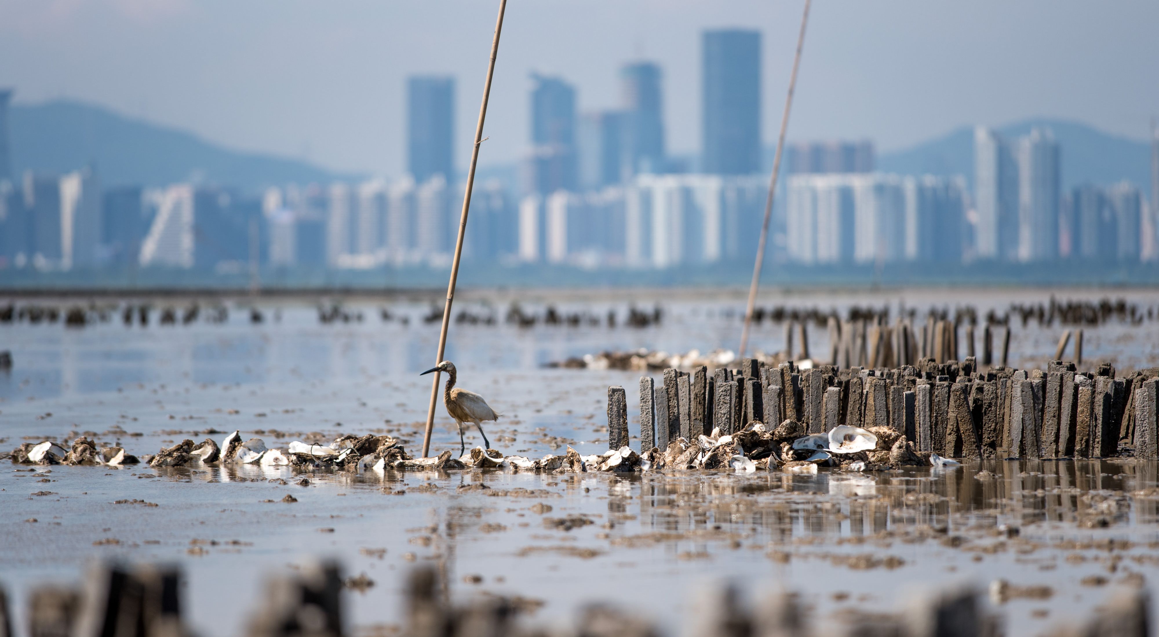 A waterbird stands on a collection of oyster shells in the bay.