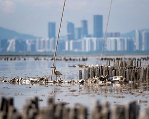 A bird resting on oyster shells in Lau Fau Shan, Deep Bay.