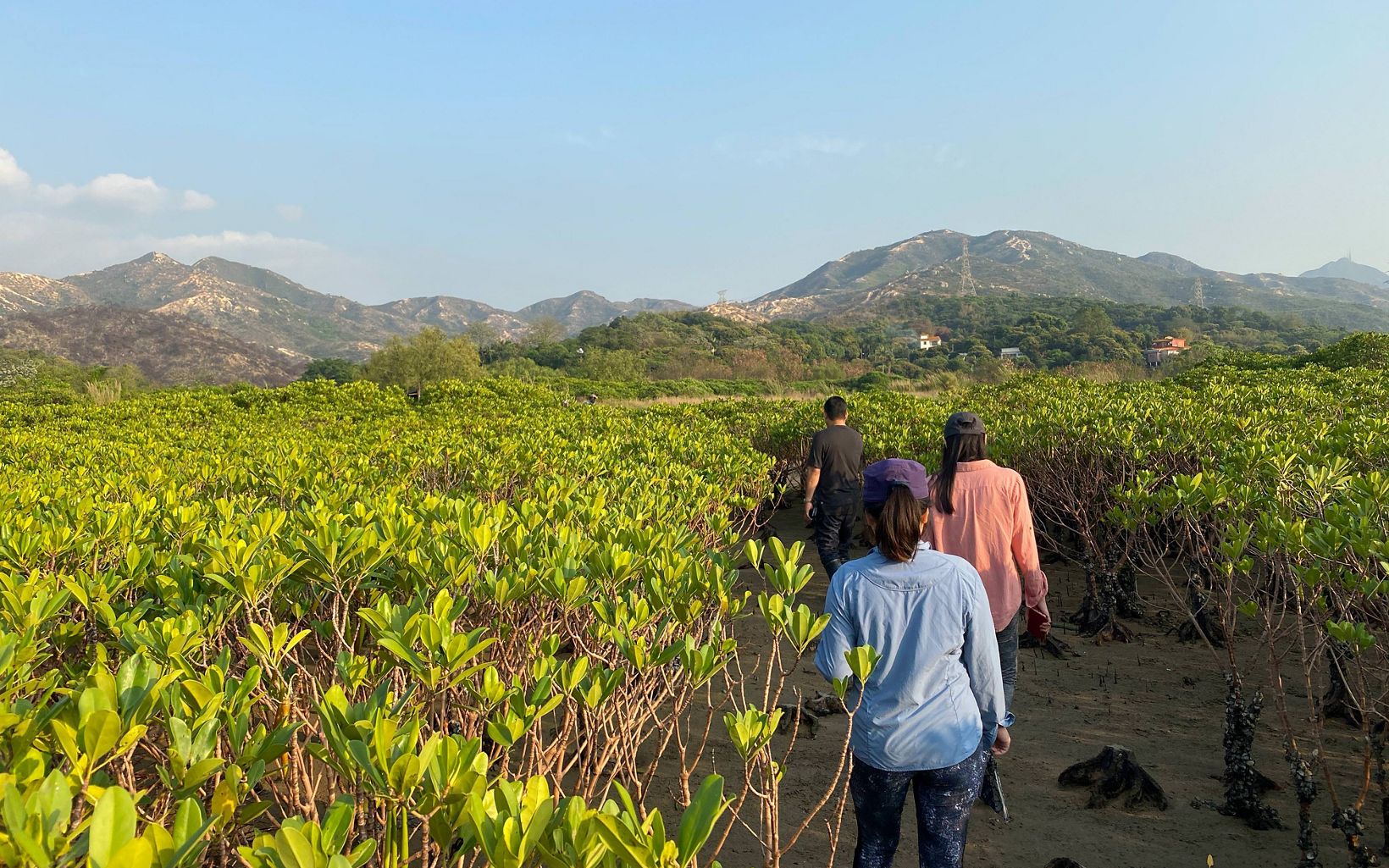 Three people with their backs to the camera walk through a field of mangroves.