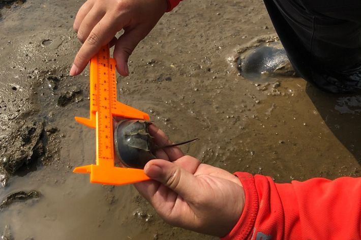 A person holds a juvenile horseshoe crab and measures it using an orange ruler.