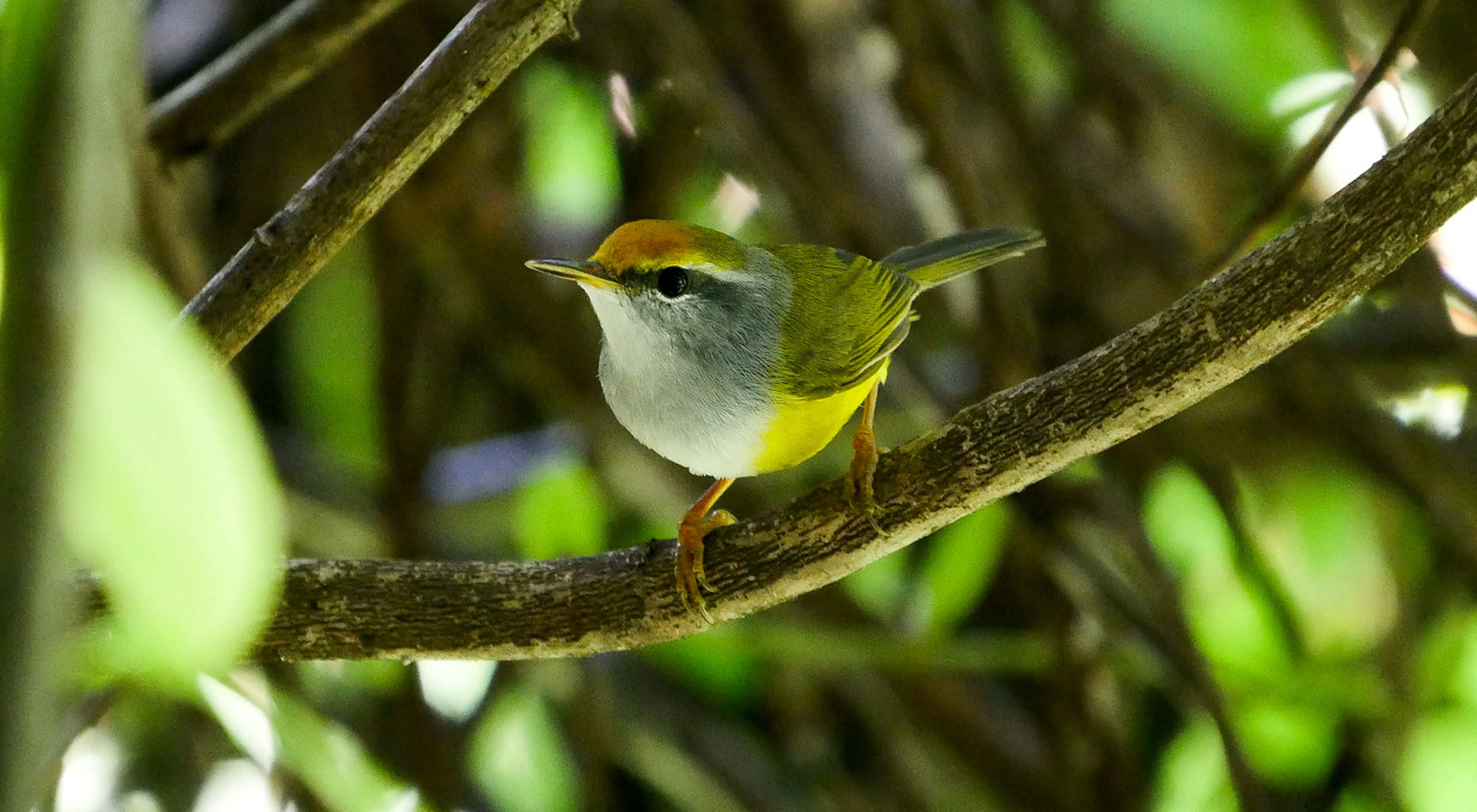 A yellow bird perches on a tree branch.