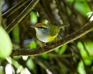 A cute yellow Mountain Tailorbird sits on a branch in a tree.