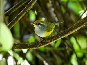 A cute yellow Mountain Tailorbird sits on a branch in a tree.