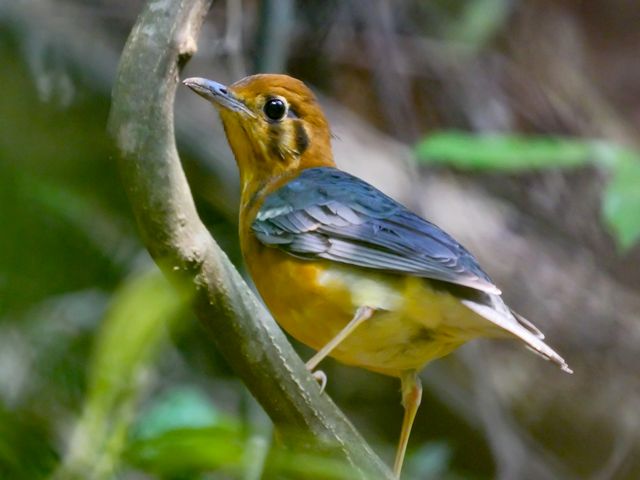 An Orange-headed Thrush bird sits on a branch.