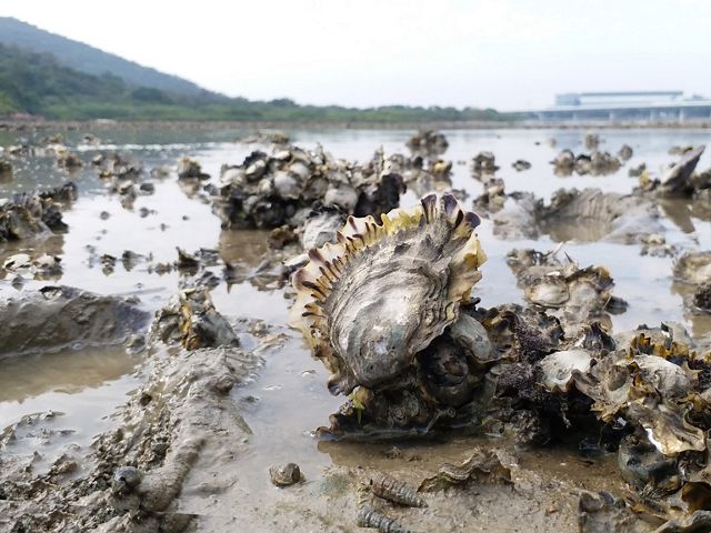 Close up of oysters exposed by receding tide.