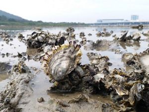 A close up of oyster reef in Hong Kong.