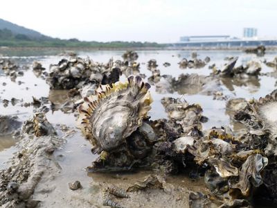 Close up of oysters exposed by receding tide.