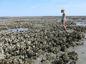 A woman stands in shallow water amongst a large cluster of oyster shells.