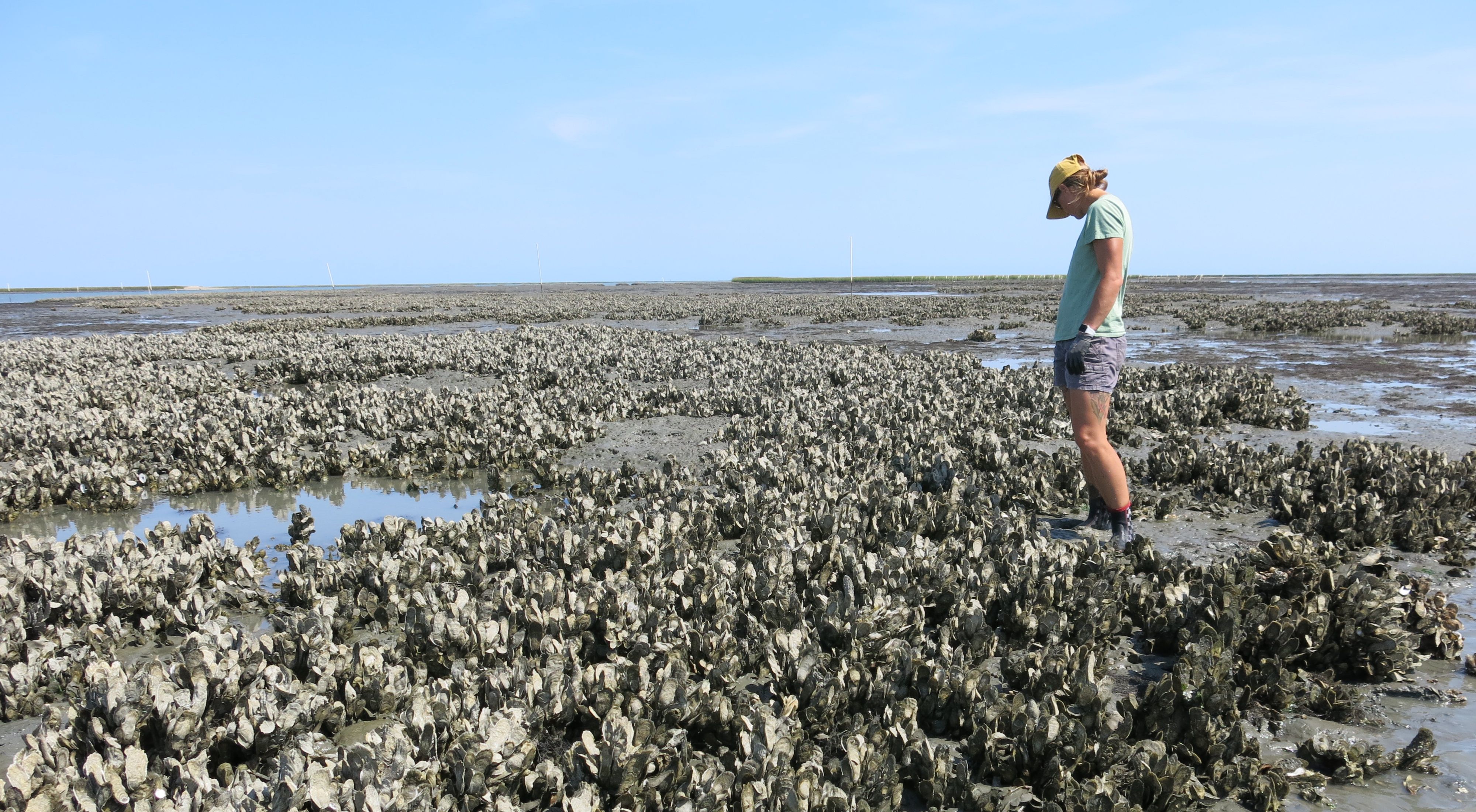 A woman stands in shallow water amongst a large cluster of oyster shells.