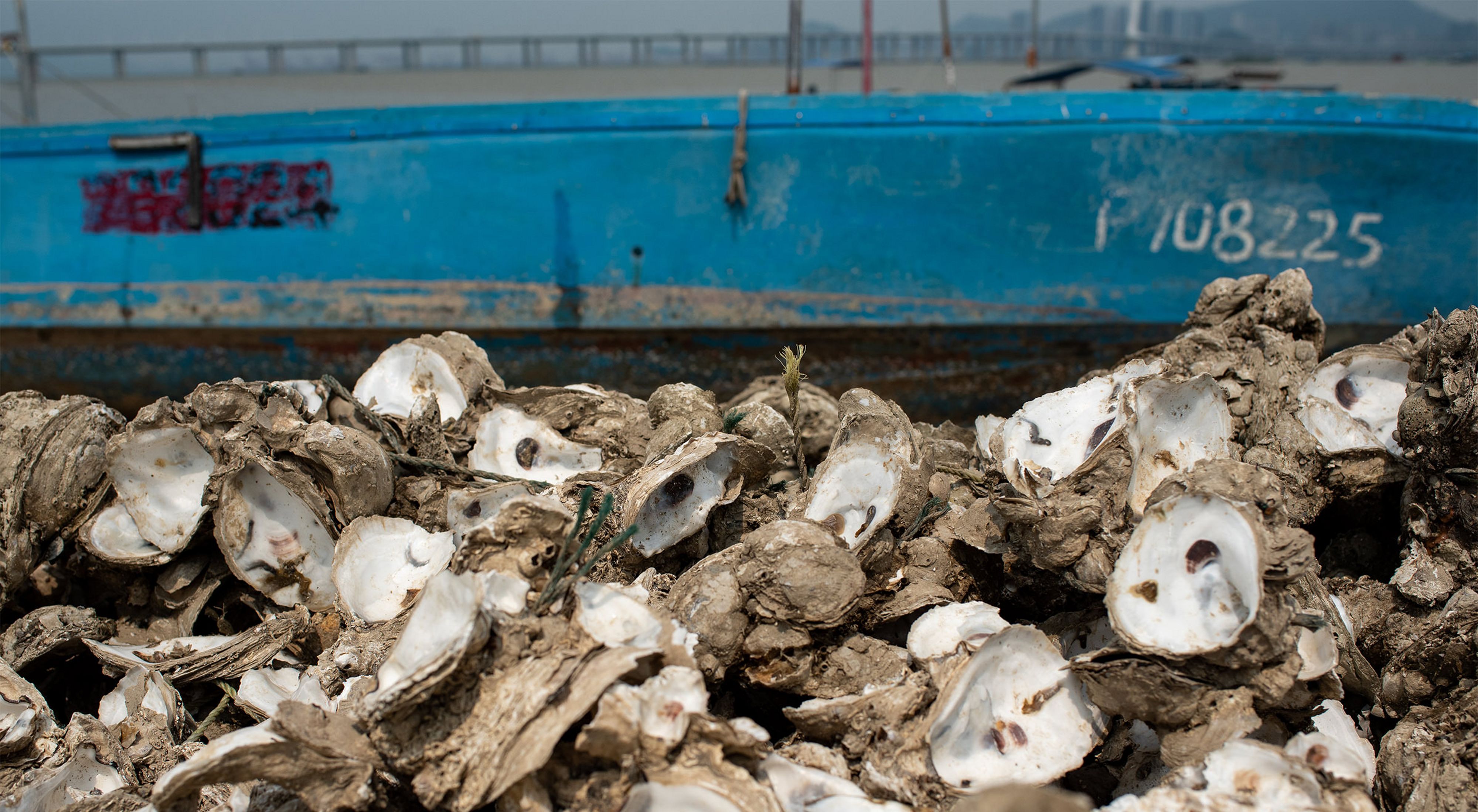 Oyster shells in a pile are open and empty.
