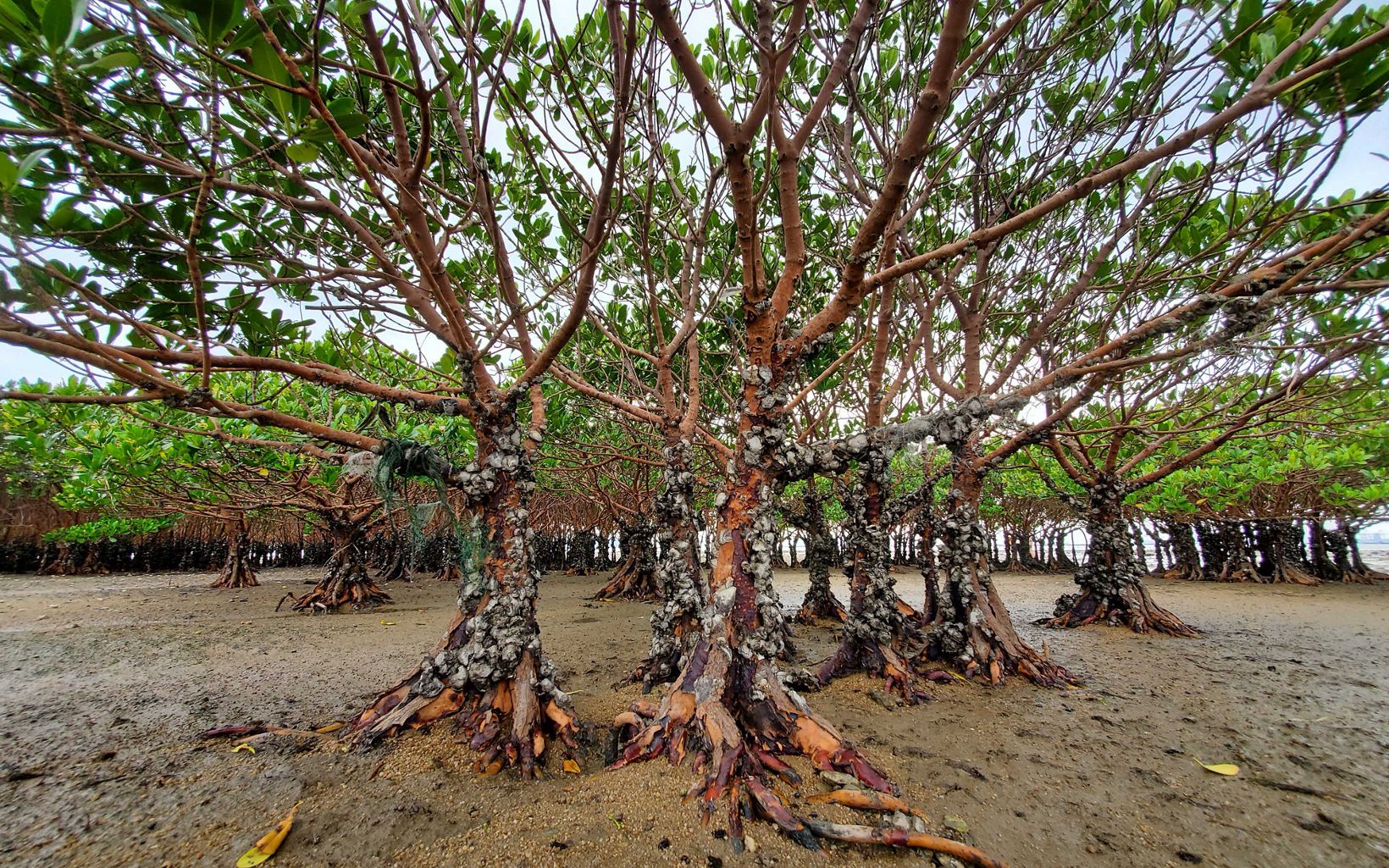 A group of mangroves at low tide with their roots exposed.