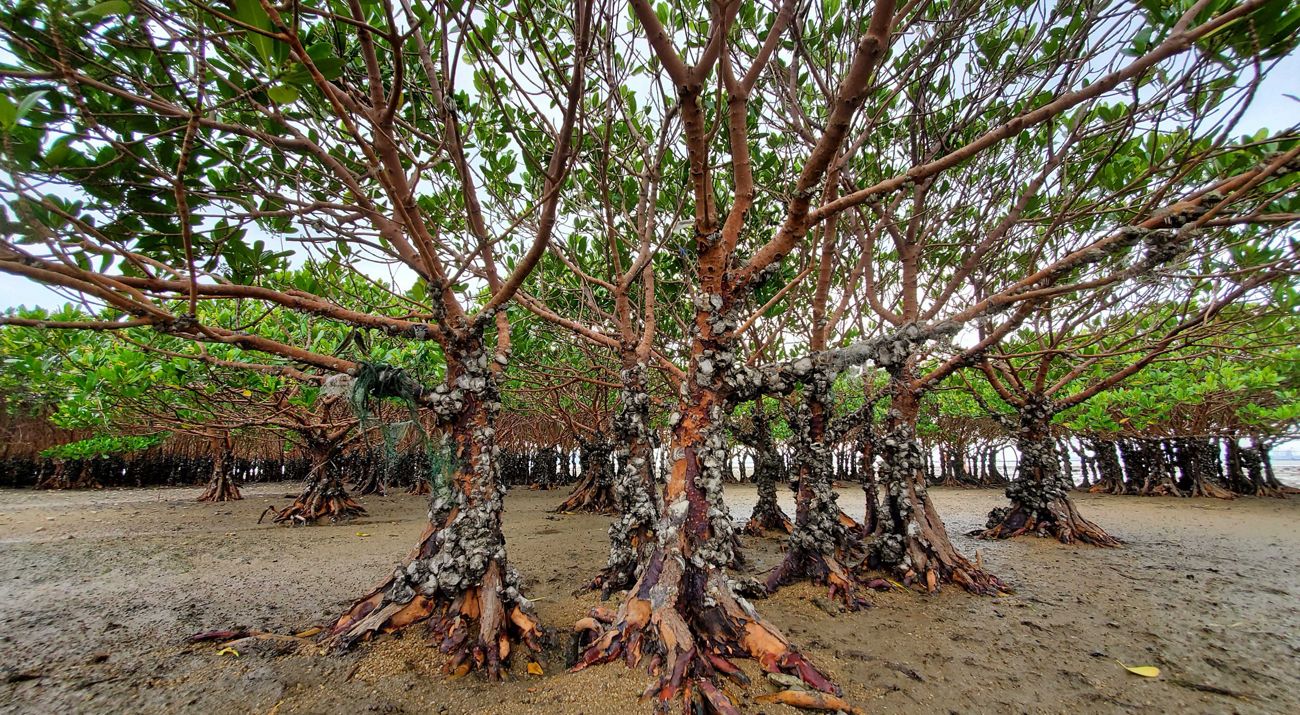 The mangroves of Pak Nai are critically important to protect Hong Kong's shorelines.