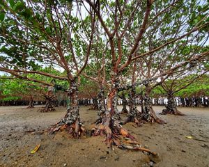 are part of the varied habitats that can be found on the mudflats of Pak Nai.