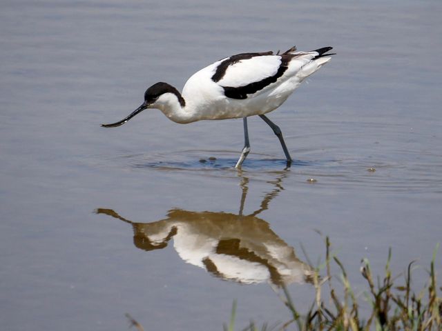A Pied Avocet bird with a long, curved bill stands in water.