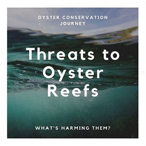 Prepared by students to promote oyster reef conservation.