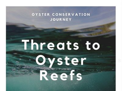 Prepared by students to promote oyster reef conservation.