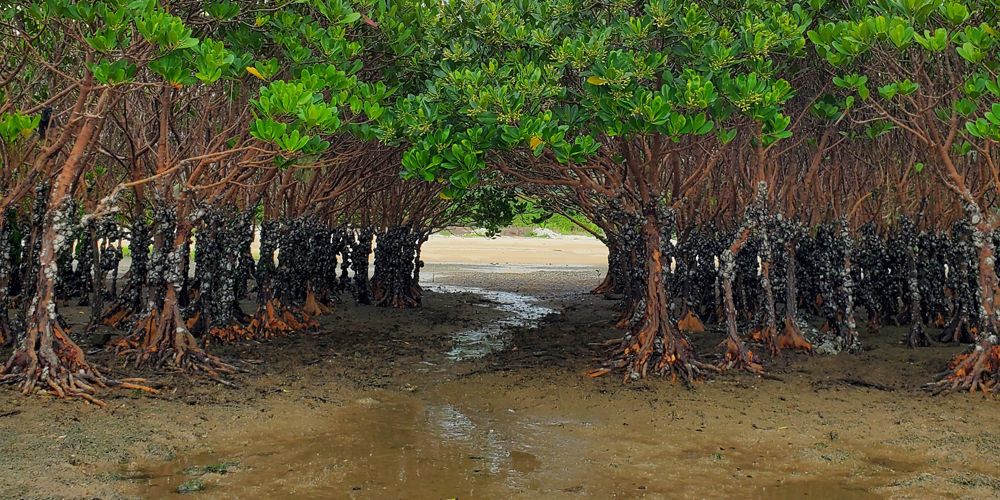 A stand of mangroves with a small stream running through them.