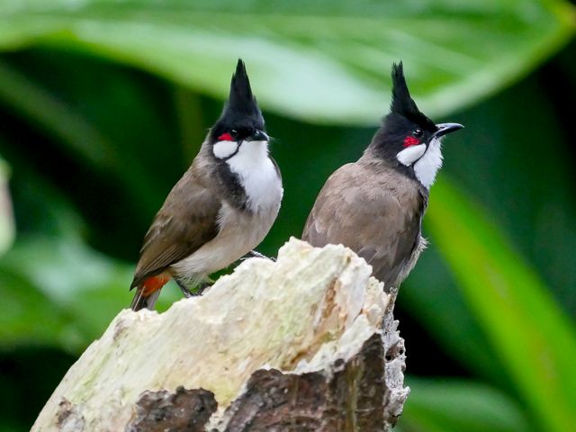 Two red-whiskered bulbul birds are sitting on a branch.
