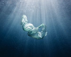 A plastic bag floats in water.