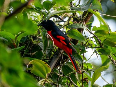 A red and black scarlet minivet bird is hiding in a tree.