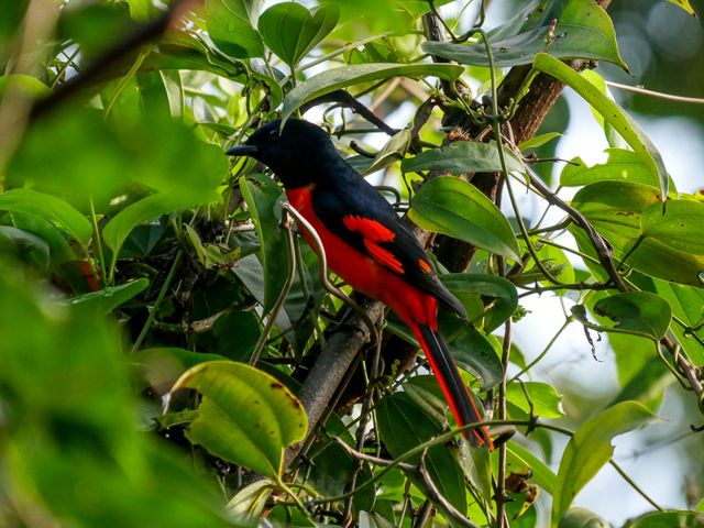A red and black scarlet minivet bird is hiding in a tree.