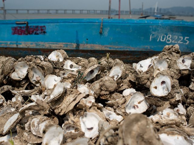 A large pile of oyster shells in front of a blue boat.