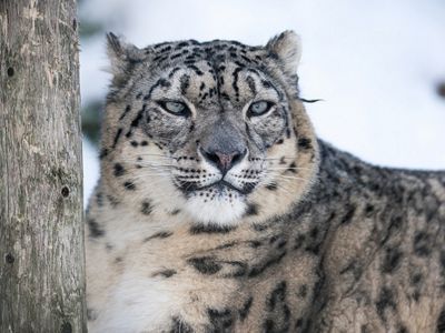 Snow leopards are so difficult to track that TNC and partners use camera traps.