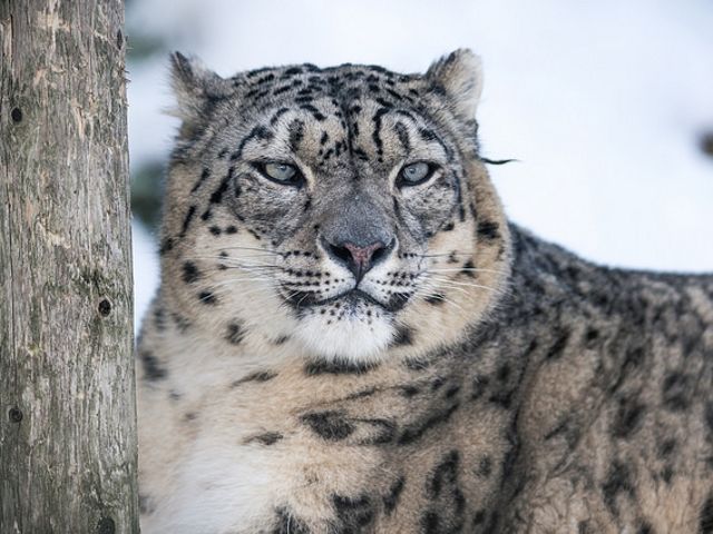 Snow leopards are so difficult to track that TNC and partners use camera traps. 