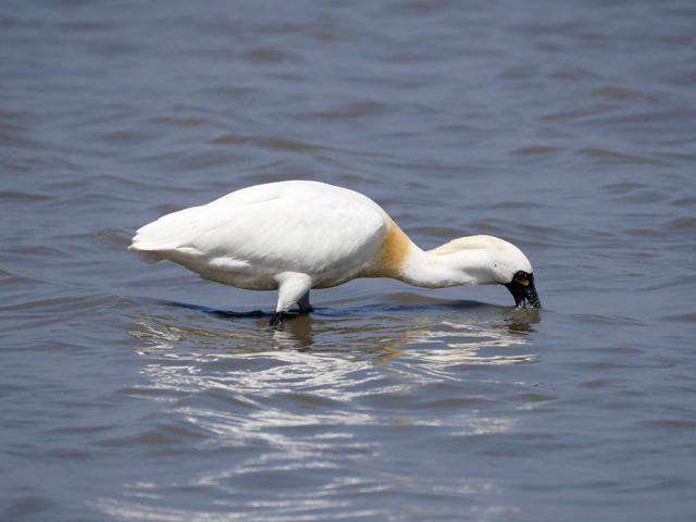 A Black-faced spoonbill bird stands in water with its bill under water.