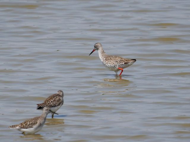 A Spotted Redshank bird stands in water.