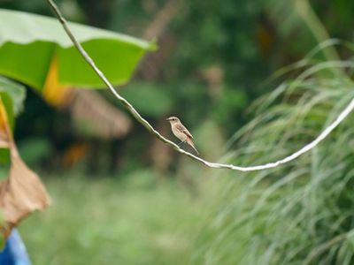 This small, brown Stejneger’s stonechat bird sits atop a small, curved branch.