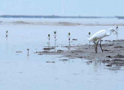 bird