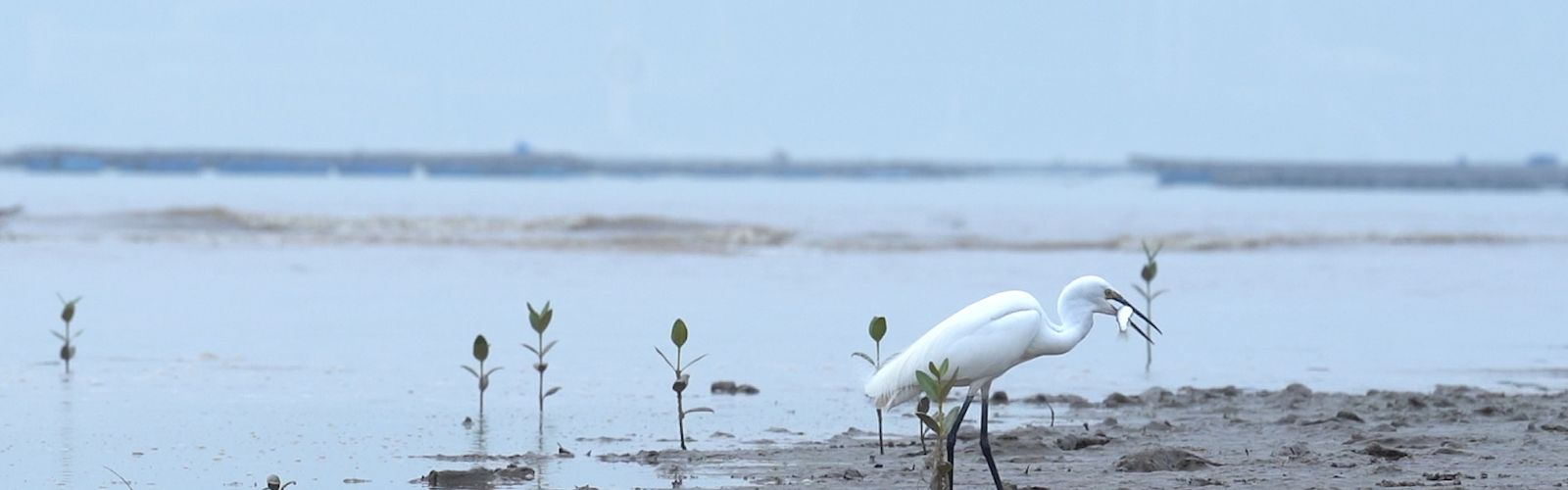 A white sea bird stands on the mudflat with a fish in its mouth.