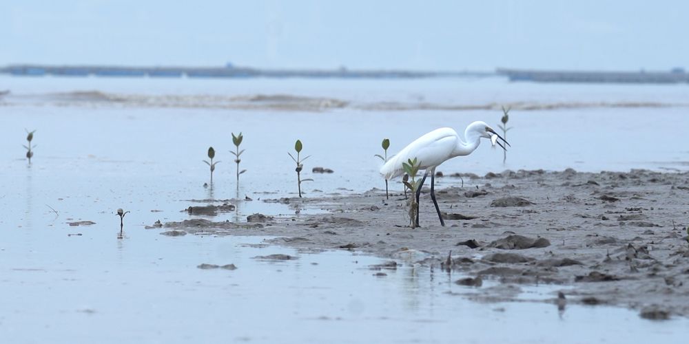 A white sea bird stands on the mudflat with a fish in its mouth.