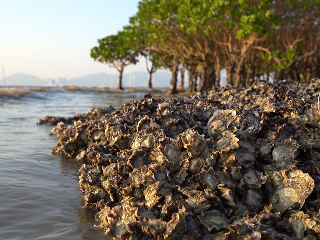 grow on Hong Kong's mudflats.