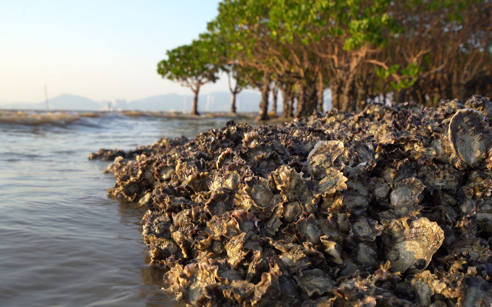 Bed of shellfish reefs and a shoreline dotted with mangroves