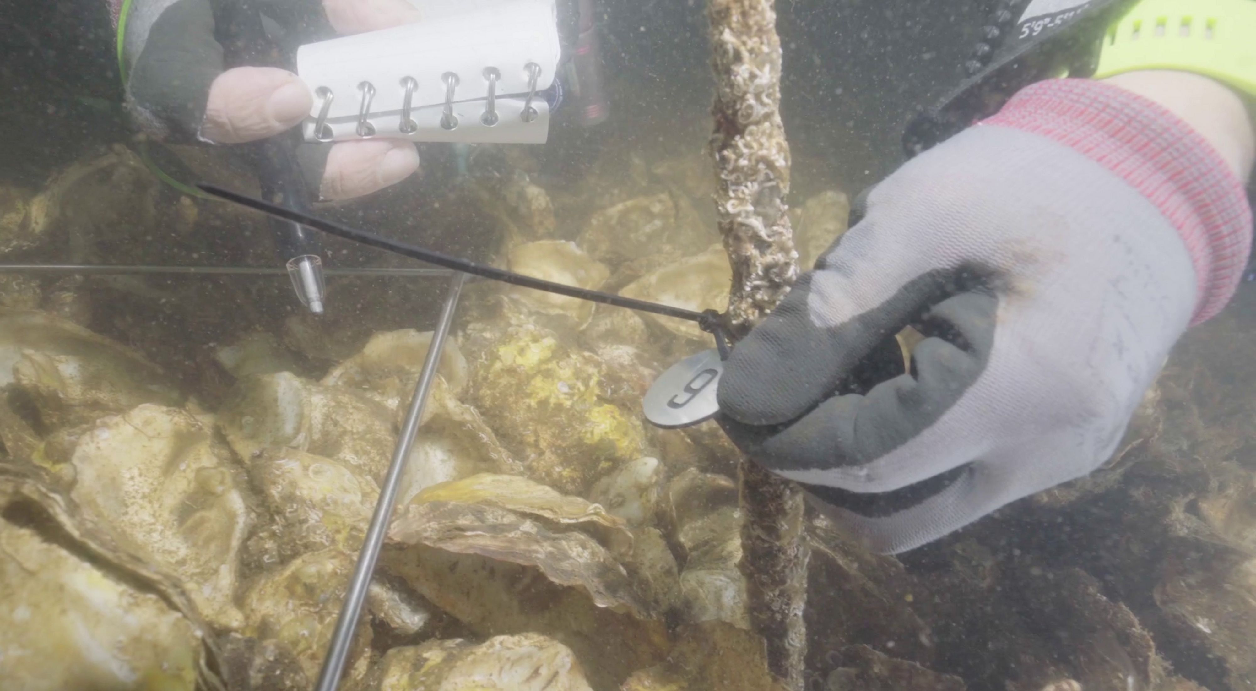 TNC持續監測新建蠔礁的生長狀況及其對生物多樣性的影響。