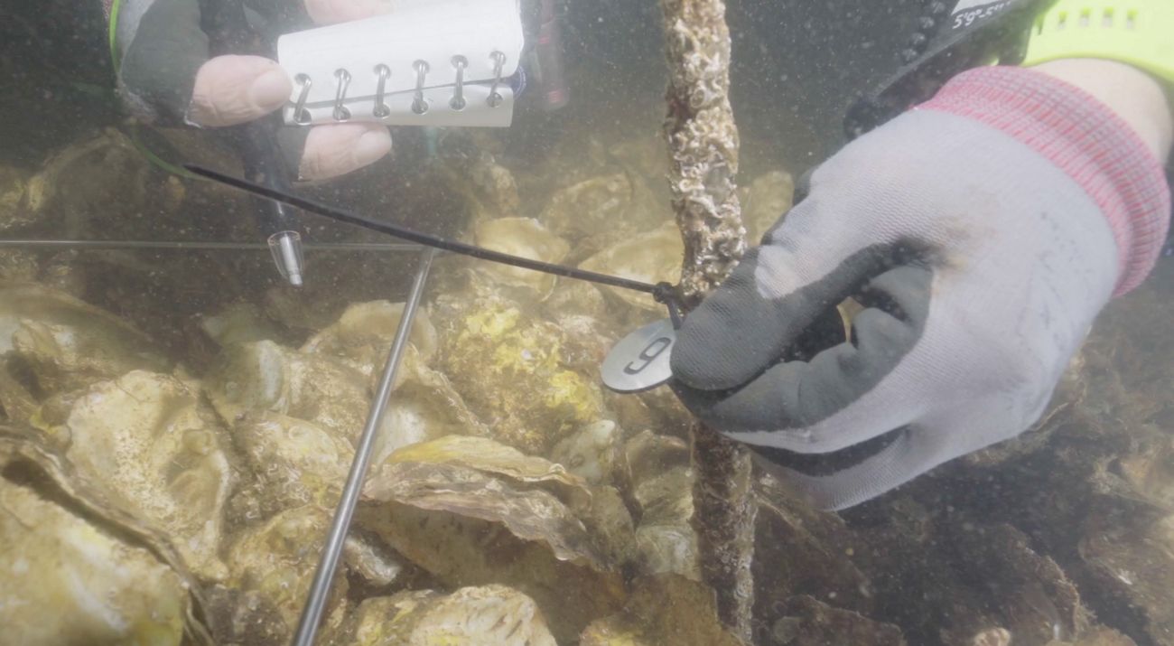 TNC has been monitoring the artificial reef’s growth and its impact on biodiversity on an ongoing basis.