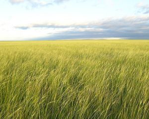 in Mongolia's Nationally Protected area, Toson Hulstai, where TNC began it's work in 2008.